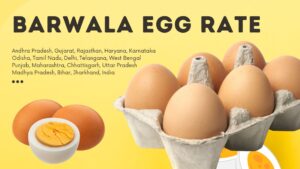 Egg Rate Barwala