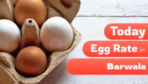 Today egg rate barwala